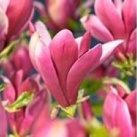Kwiaty rośliny: Magnolia purpurowa