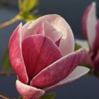 Kwiaty rośliny:: Magnolia