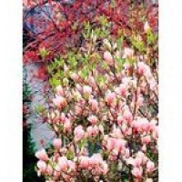 Kwiaty rośliny:: Magnolia 