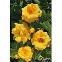 Kwiaty rośliny:: Róża rabatowa