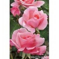 Kwiaty rośliny:: Róża wielokwiatowa