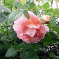 Kwiaty rośliny: Róża pnąca odcień pomarańczy