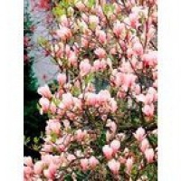 Kwiaty rośliny: Magnolia stelata