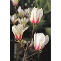 Kwiaty rośliny: Magnolia sunrise