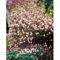 Kwiaty rośliny: Magnolia  w odmianach