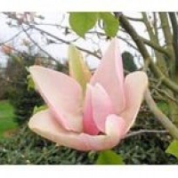 Kwiaty rośliny: Magnolia peachy