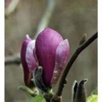 Kwiaty rośliny: Magnolia black beauty