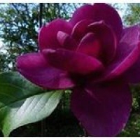Kwiaty rośliny: Magnolia cleopatra
