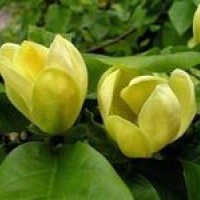 Kwiaty rośliny: Magnolia daphne