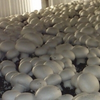 Grzyby. Pieczarki. Produkujemy pieczarki na zamówienie stałych Klientów