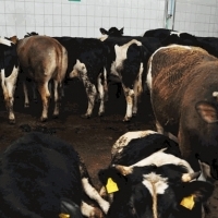 Zakład zajmuje się skupem żywca wołowego, ubojem zwierząt oraz sprzedażą ćwierci, skór i podrobów wołowych.
