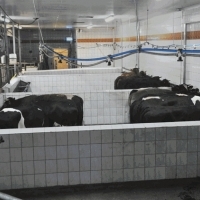 Zakład zajmuje się skupem żywca wołowego, ubojem zwierząt oraz sprzedażą ćwierci, skór i podrobów wołowych.