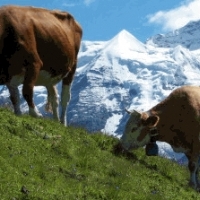 Ubojnia bydła i trzody. POSIADAMY NOWOCZESNĄ LINIĘ TECHNOLOGICZNĄ UBOJU BYDŁA I TRZODY.