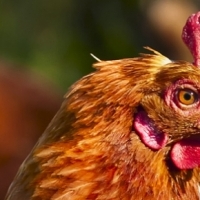 PRODUCENT ŚRODKÓW ŻYWIENIA ZWIERZĄT