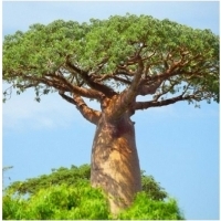 Moringa. Drzewo, które ludziom zapewnia długowieczność.