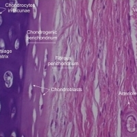 HISTOLOGIA. Tkanka łączna oporowa. BIOLOGIA.