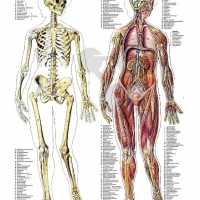 BIOLOGIA. Układ kostny człowieka. Część 2.