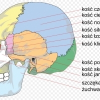 BIOLOGIA. Układ kostny człowieka. Część 2.