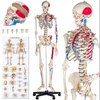 BIOLOGIA. Układ kostny człowieka. Część 1.