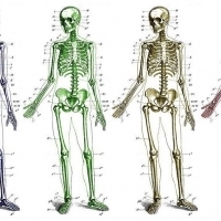 BIOLOGIA. Układ kostny człowieka. Część 1.