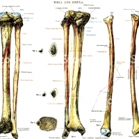 BIOLOGIA. Układ kostny człowieka. Część 3.