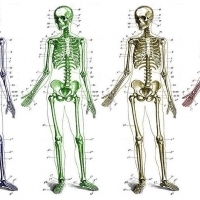 BIOLOGIA. Układ kostny człowieka. Część 4. Czaszka ludzka. Kości czaszki.