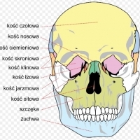 BIOLOGIA. Układ kostny człowieka. Część 5. Czaszka ludzka. Kości czaszki.