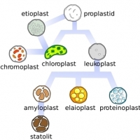 BIOLOGIA. Plastydy, chloroplasty i rodopsyna.