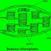 BIOLOGIA. Plastydy, chloroplasty i rodopsyna.