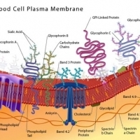 BIOLOGIA. Cytologia i transport komórkowy. Błony komórkowe.