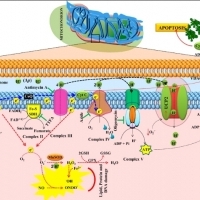 BIOLOGIA. Cytologia i transport komórkowy. Błony komórkowe. Budowa mitochondrium.