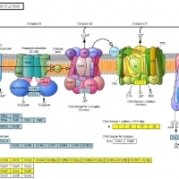 BIOLOGIA. Cytologia i transport komórkowy. Błony komórkowe. Budowa mitochondrium.