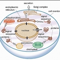 BIOLOGIA. Cytologia i transport komórkowy. Błony komórkowe. Budowa mitochondrium.