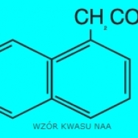 BIOLOGIA. AUKSYNY W ROZMNAŻANIU ROŚLIN. CHARAKTERYSTYKA AUKSYN. IAA. IBA. Zeatyna