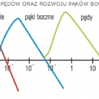 BIOLOGIA. AUKSYNY W ROZMNAŻANIU ROŚLIN. CHARAKTERYSTYKA AUKSYN. IAA. IBA. Zeatyna