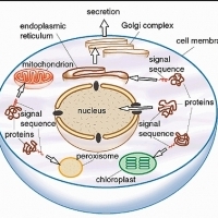 BIOLOGIA. Cytologia. Budowa komórki i organelli komórkowych. Ściana komórkowa. Część 3.