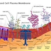 BIOLOGIA. Cytologia. Budowa komórki i organelli komórkowych. Ściana komórkowa. Część 3.