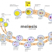 BIOLOGIA. Podział komórkowy. Mitoza i mejoza.