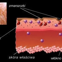 Kolagen 100%. Usuń zmarszczki, zlikwiduj rozstępy skórne, cellulitis, polepsz jakość twojej skóry.