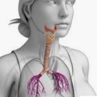 Bronchitis is meestal een virale, veel voorkomende luchtwegaandoening.
