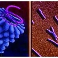 İnfluenza enfeksiyonu ve komplikasyonları: Virüslere karşı savunma: