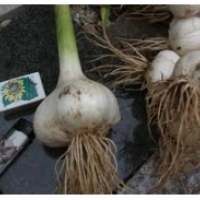 Elephant garlic is also called large-headed.