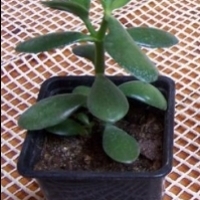 Bimë në vazo: Crassula Tree: Crassula arborescens, Crassula Oval: Crassula ovata,