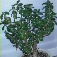 Potted plant: Tree Crassula: Crassula arborescens, Oval Crassula: Crassula ovata,
