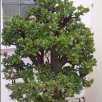 Zirəli bitki: Ağac Crassula: Crassula arborescens, Oval Crassula: Crassula ovata,