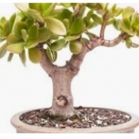 Lonac biljka: Tree Crassula: Crassula arborescens, ovalna gloga: Crassula ovata,