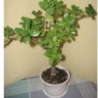 Саксийно растение: дърво Crassula: Crassula arborescens, овална красула: Crassula ovata,