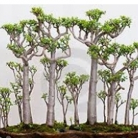 Hrnková rostlina: Strom Crassula: Crassula arborescens, Oval Crassula: Crassula ovata,