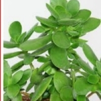 Plante en pot: Crassula arborescente: Crassula arborescens, Crassula ovale: Crassula ovata,