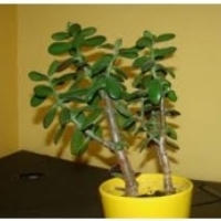 Planta en maceta: Crassula árbore: Crassula arborescens, Crassula oval: Crassula ovata,